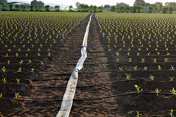 A rubber hose laid out along a freshly planted field, with secondary branching hoses among rows of plants